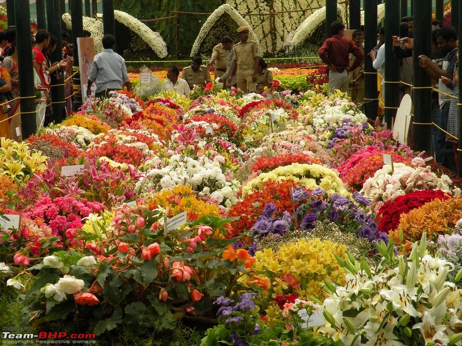 Lalbagh Flower Show Bangalore TeamBHP