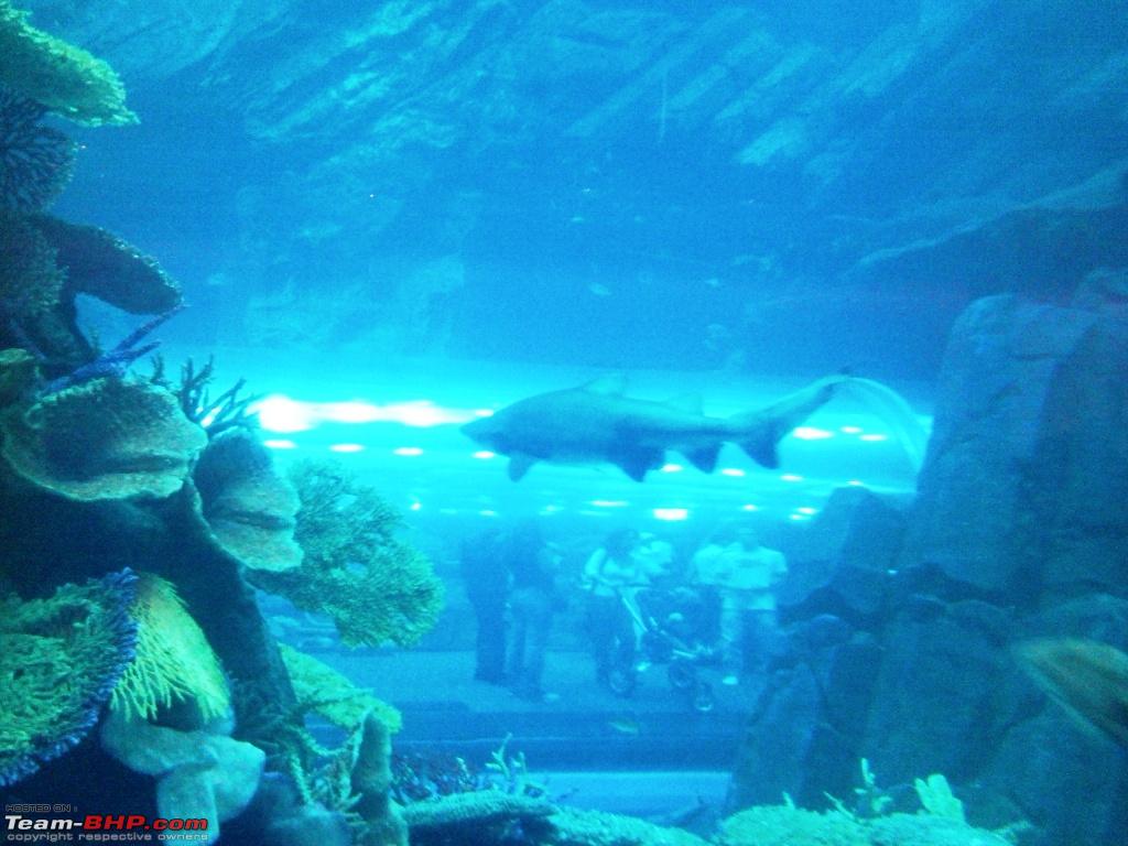Dubai+mall+aquarium+wiki