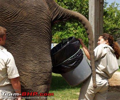 Name:  3853_1927_elephant-dung-catcher[1].jpg
Views: 8670
Size:  44.4 KB