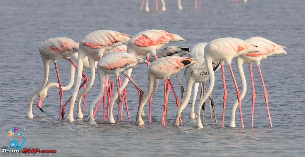 flamingo chennai