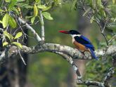 A Wildlife Safari in Sundarbans