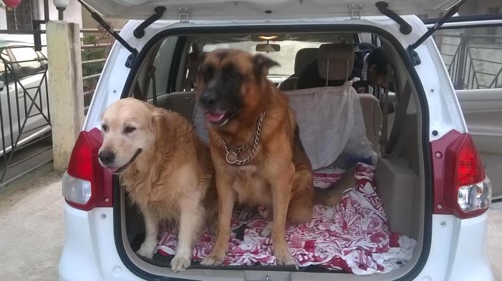 Need a pre-owned car under 6 lakh for a family member & her 2 dogs 