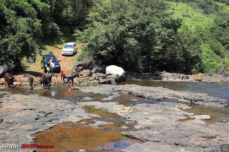 2 Grand Vitaras go offroading - At Panshet Lake-010-bovine-traffic-holdupcompressed.jpg