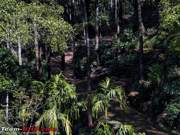 Unexpected offroading at Chikmagalur Coffee Estate (Green Dale)-239198014m.jpg