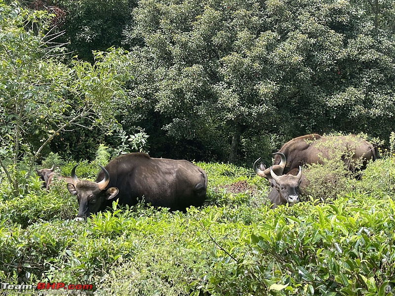 Nilgiris Expedition | Simplicity is the ultimate sophistication-img_6832.jpeg