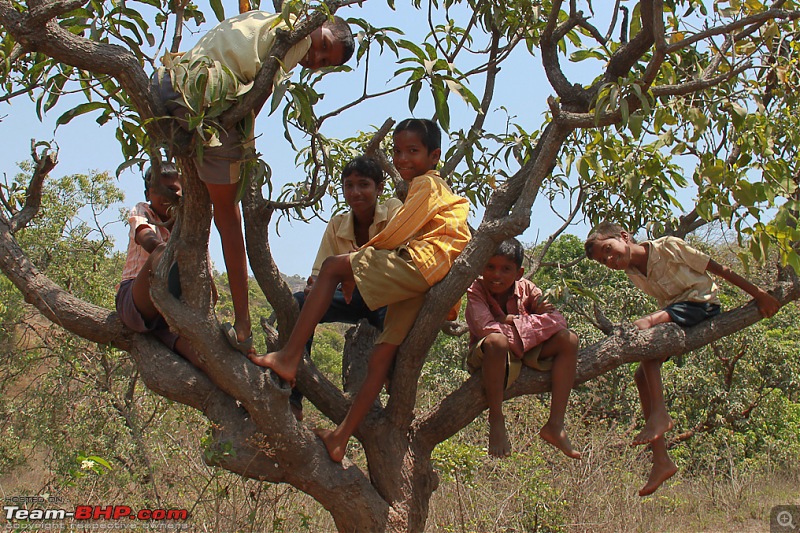 Alibaug OTR- Just what the good doctor ordered-mango_tree.jpg