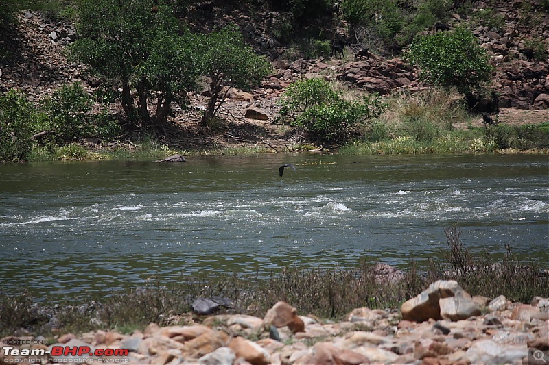 Gone camping by the river Dabgali. Photologue-47-flight-2.jpg