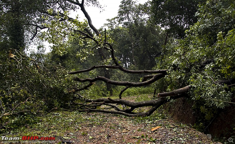 Sharavathy Valley OTR-_7246414.jpg