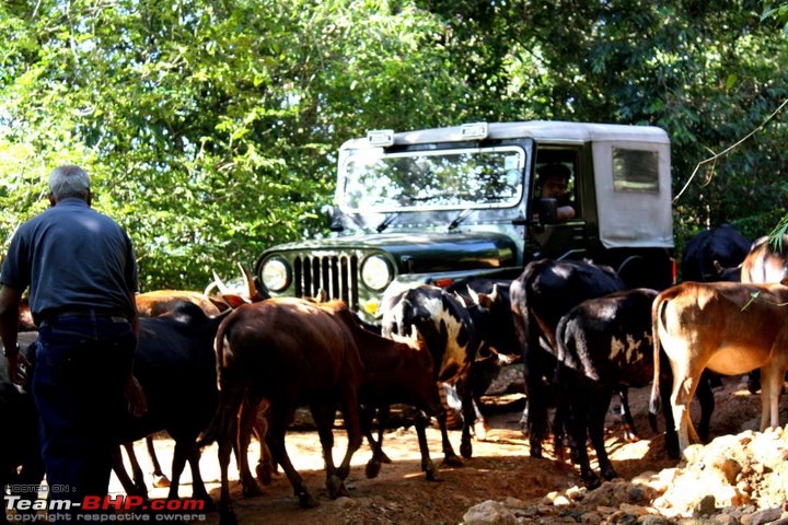 Sakleshpura OTR and Camping-myjeepandcows.jpg