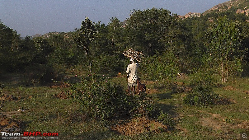 Thippagondanahalli OTR-shepherd-flock.jpg