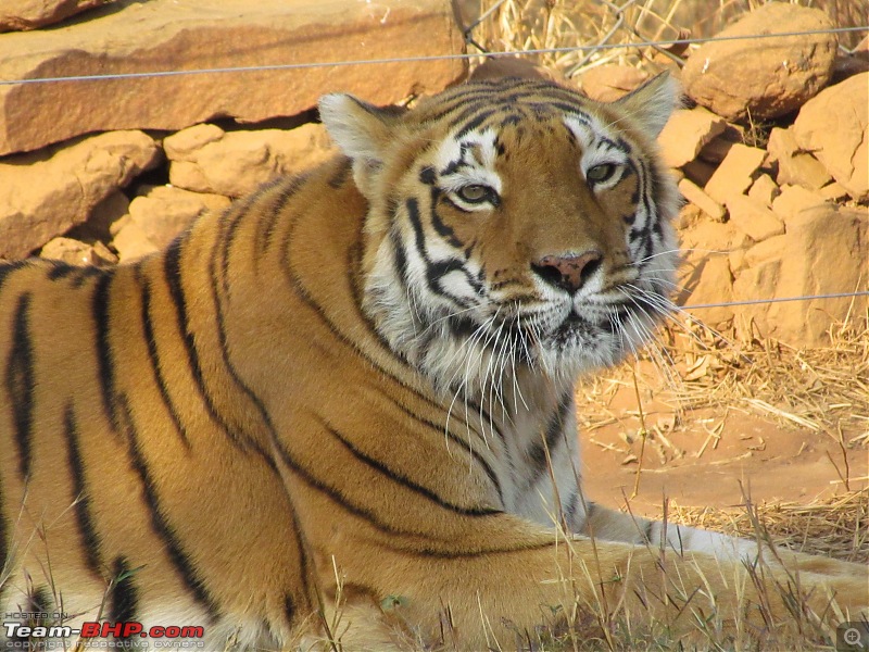 Van-vihar National park, Bhopal- A unique concept.-safari-048.jpg