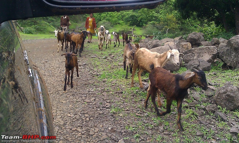 Four Fortuners & A Day of Simple Adventures...-mini27goats.jpg