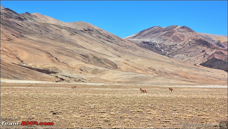 Extreme Expedition - Bicycling Manali-TsoKar-Leh-Khardungla & Stok Kangri summit trek-tsokar46.jpg