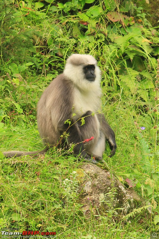 Cycling to Sach Pass & Cliffhanger-img_8333langoor.jpg