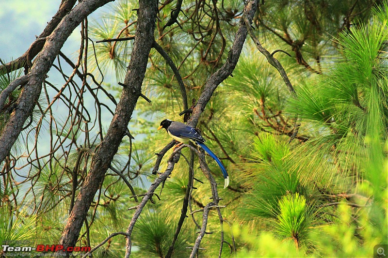 Cycling to Sach Pass & Cliffhanger-img_8430yellowbilledbluemagpie.jpg