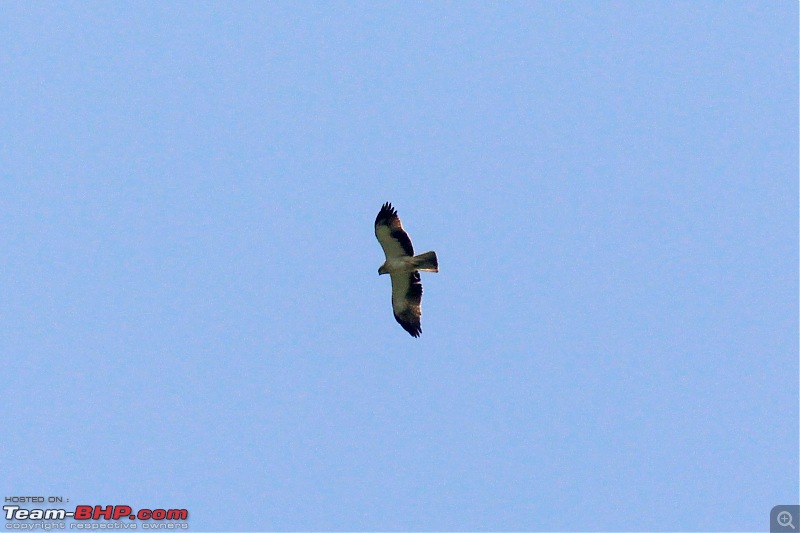 Cycling to Sach Pass & Cliffhanger-img_8455bootedhawkeagle.jpg