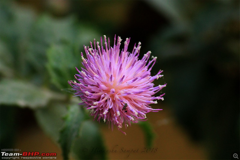 Cycling to Sach Pass & Cliffhanger-img_8526flower.jpg