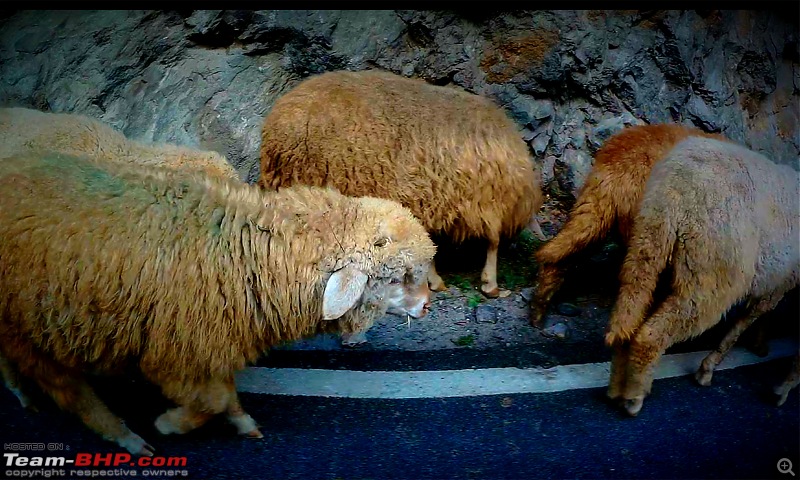 Cycling to Sach Pass & Cliffhanger-sheep.jpg