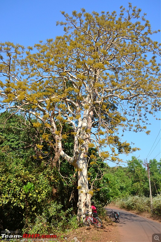 A 250 km bicycle ride along the Konkan Coast-csc_1031.jpg