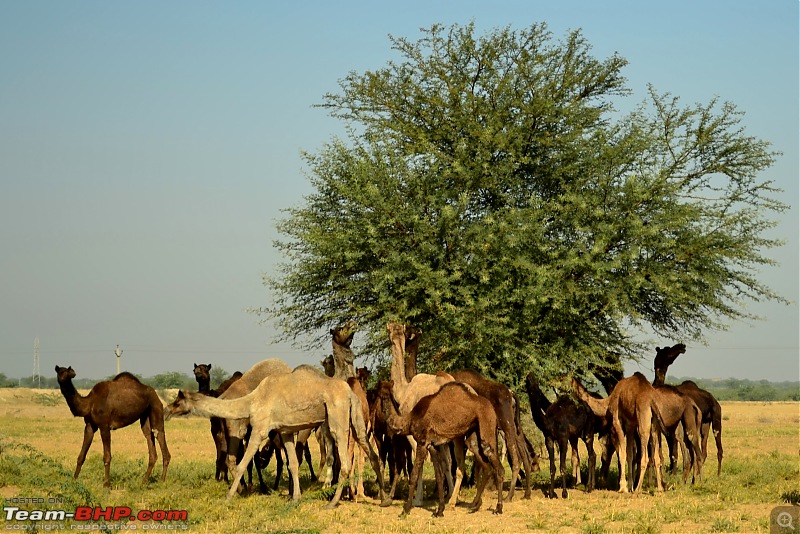 Rajasthan on a Bicycle-csc_0367.jpg