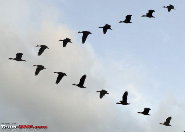 Name:  bird formation.png
Views: 294
Size:  407.6 KB