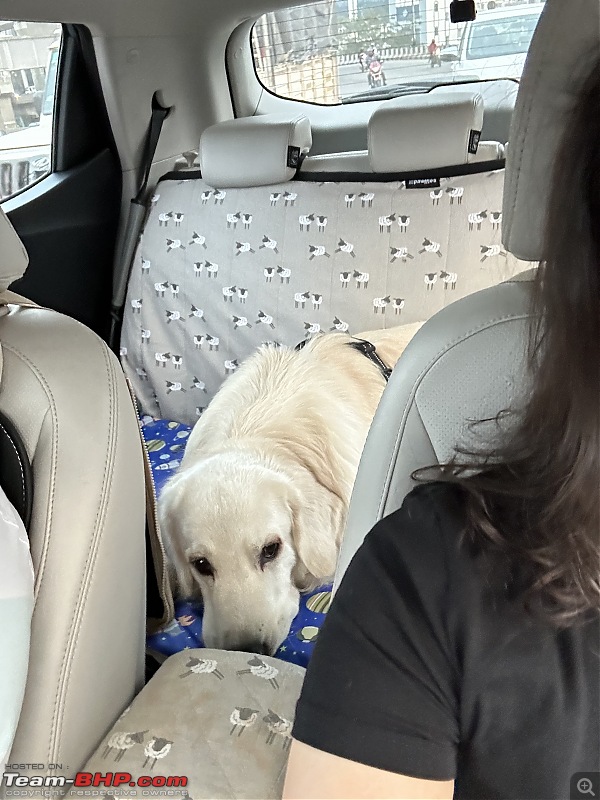 DIY - Rear seat car bed/seat extender for pets-img_4288.jpeg