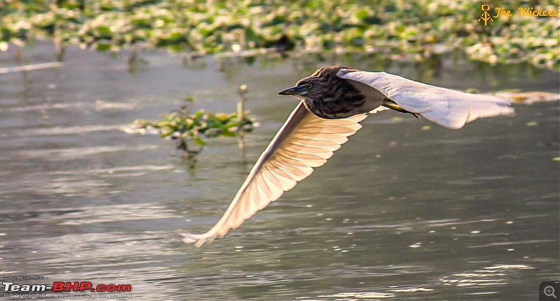 The Official non-auto Image thread-pong_heron.jpg