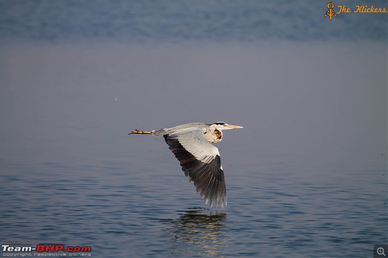 The Official non-auto Image thread-grey-heron-3.jpg