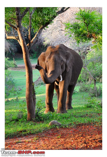 The Official non-auto Image thread-male-tusker-masinagudi.jpeg