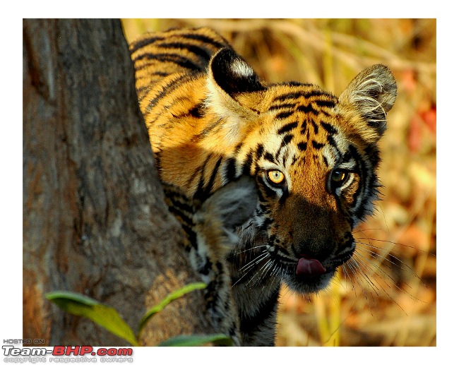 The Official non-auto Image thread-tiger_behind-tree.jpeg