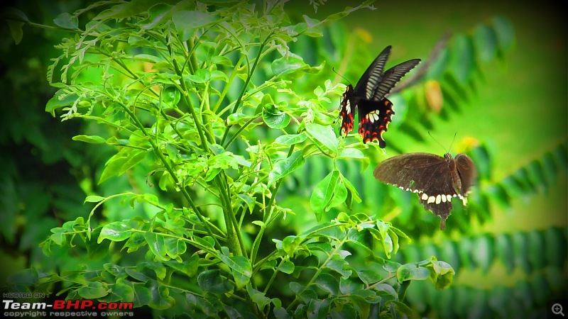 The Official non-auto Image thread-backyardbflies2.jpg