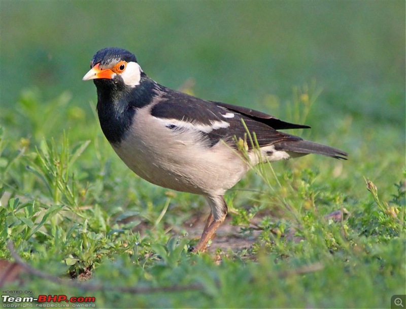 The Official non-auto Image thread-asian-pied-starling.jpg