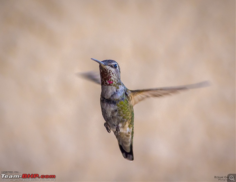 The Official non-auto Image thread-20130519hummingbird0006.jpg