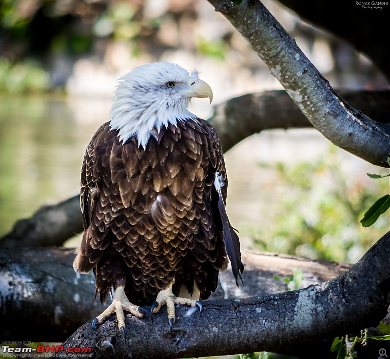 The Official non-auto Image thread-20130525sf-zoo0208.jpg