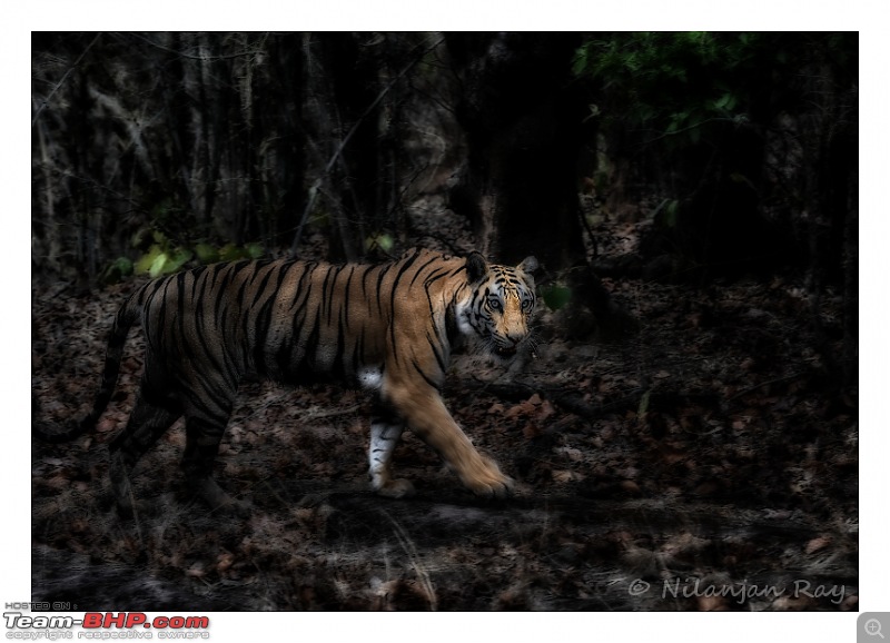 The Official non-auto Image thread-tigress2.jpg