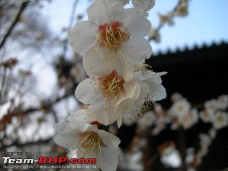 Name:  SakuraFlowers.jpg
Views: 400
Size:  20.5 KB