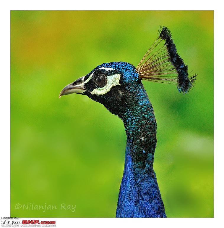 The Official non-auto Image thread-peacock2.jpg