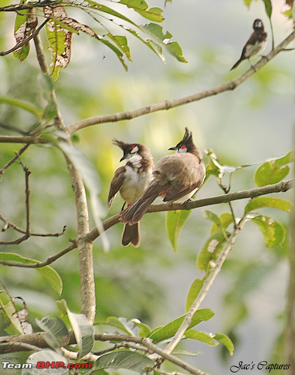 The Official non-auto Image thread-bulbul-2.jpg