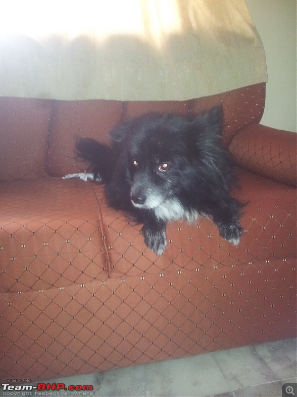 Team-BHPians and their Pets-20120620_113337.jpg