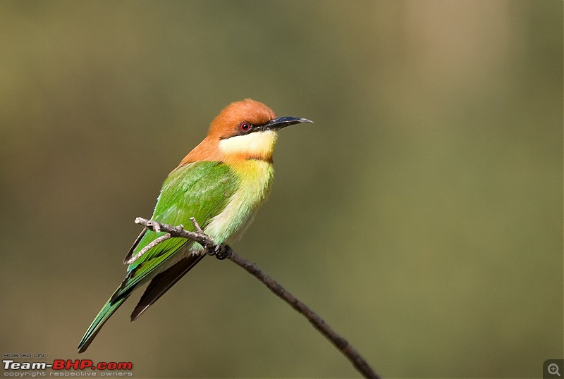 The Official non-auto Image thread-chestnut-headed-beeeater.jpg