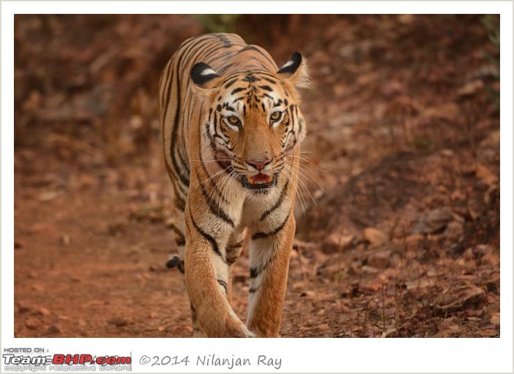 Name:  DSC_4698_small.jpeg
Views: 762
Size:  104.8 KB