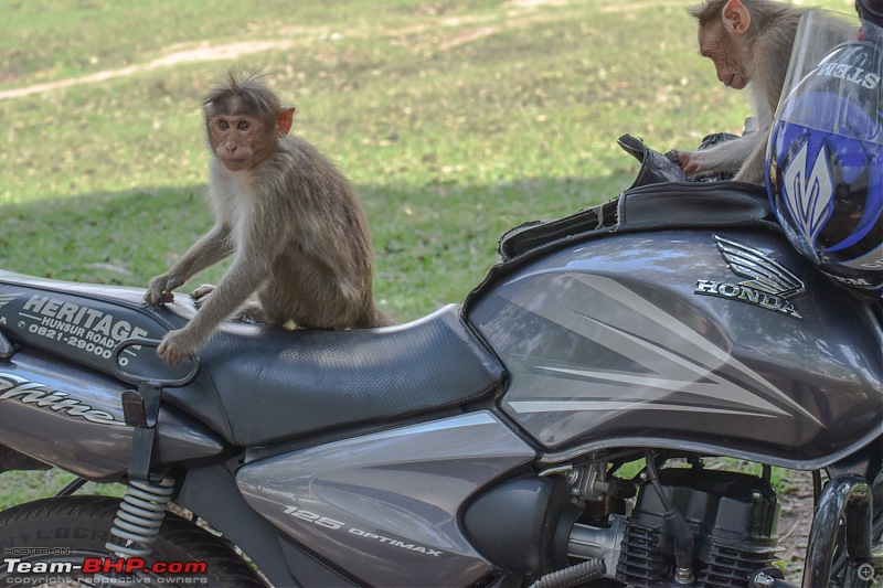 The Official non-auto Image thread-tbhp_daredevil_monkeys_on_bike_2.jpg
