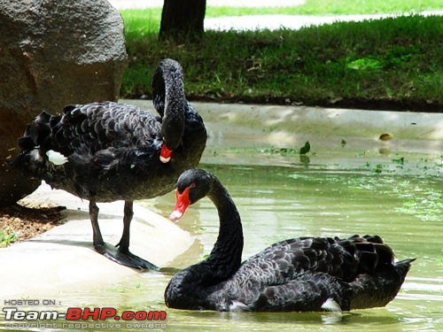 The Official non-auto Image thread-black-swans.jpg