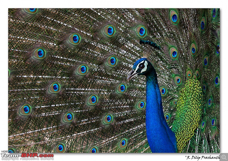 The Official non-auto Image thread-peacock-3cs4.jpg