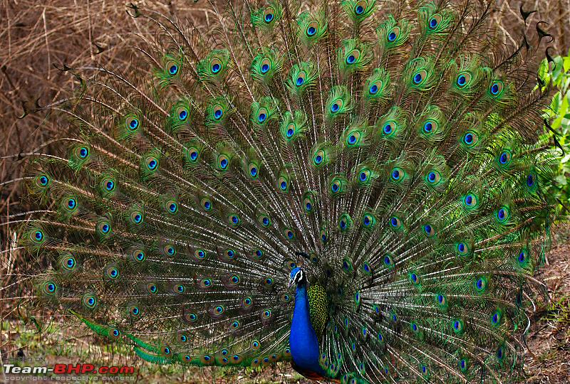 Name:  peacock dance2 cs4.jpg
Views: 325
Size:  892.5 KB