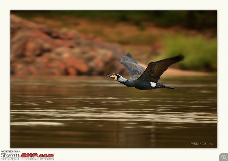 The Official non-auto Image thread-cormorant_small.jpg