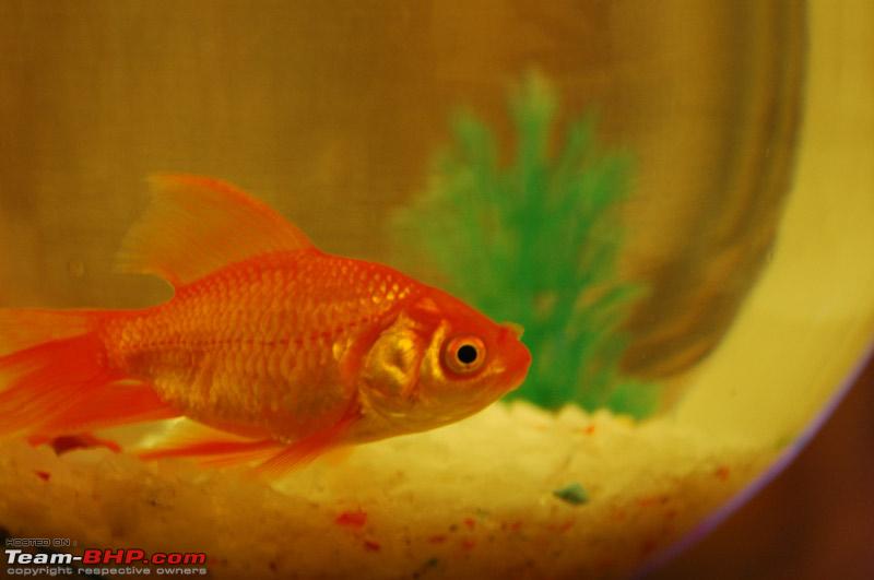 Name:  DSC_0112.jpg
Views: 491
Size:  62.2 KB