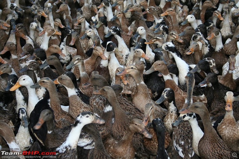 The Official non-auto Image thread-ducks.jpg