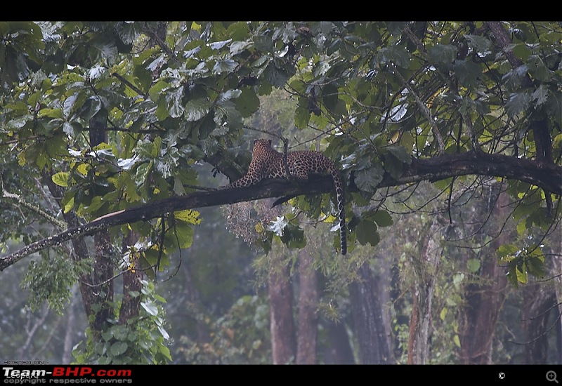 The Official non-auto Image thread-leopard-scape-kabini.jpg