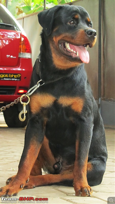 Team-BHPians and their Pets-img_8853-copy.jpg